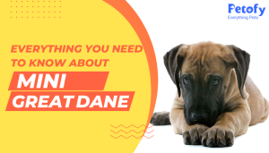 Everything you need to know about Mini Great Dane