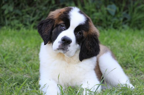 Saint Bernard cute dog
