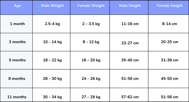 A table to represent german shepherd dog height and weight according their age