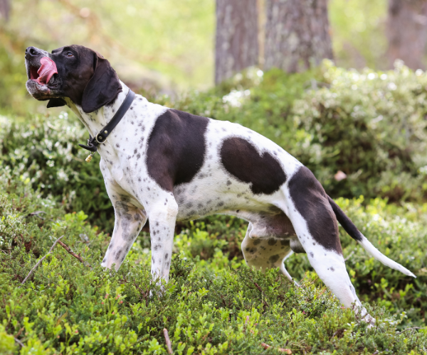 Scent hound dog breed