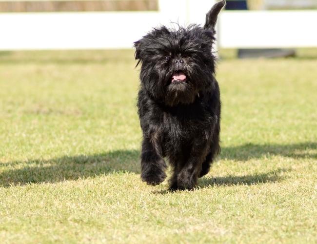 Lap Dog - Affenpinscher