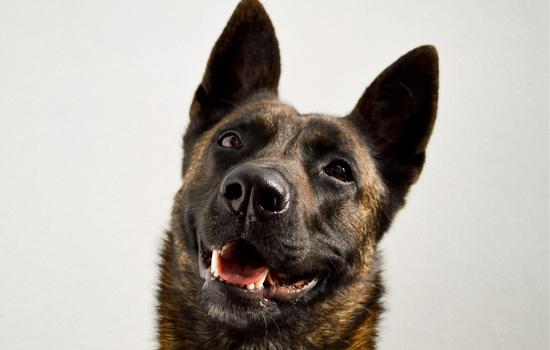 Blue Shepherd Dog Images