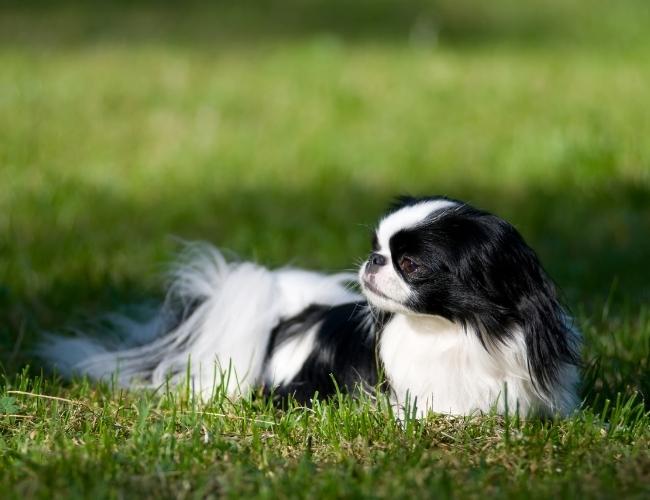 Lap Dog -
