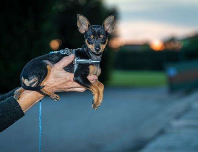 Lap Dog -