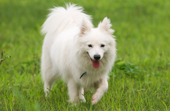 Indian Spitz Dog Walking on Grass