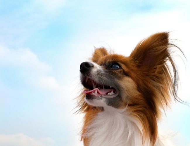 Lap Dog -