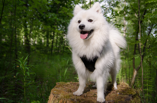 A cute beautiful Indian Dog breed Spitz