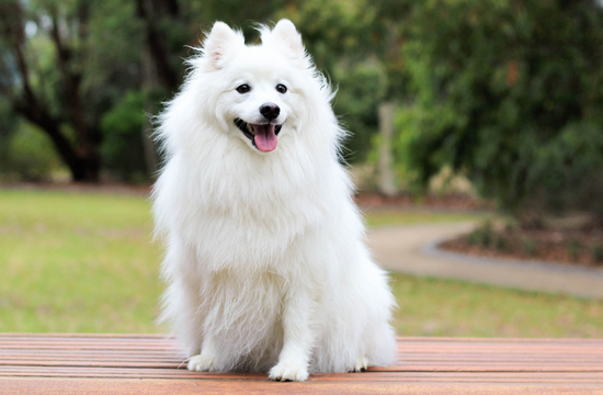 Indian spitz dog
