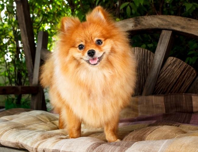 Lap Dog -