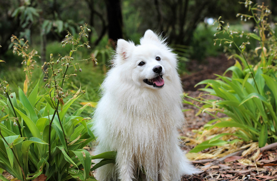 Indian spitz dog
