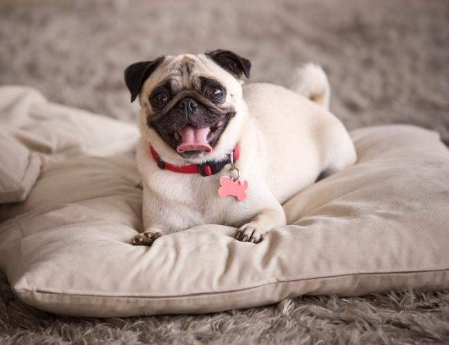 Pug