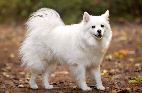 Indian Dog Breed