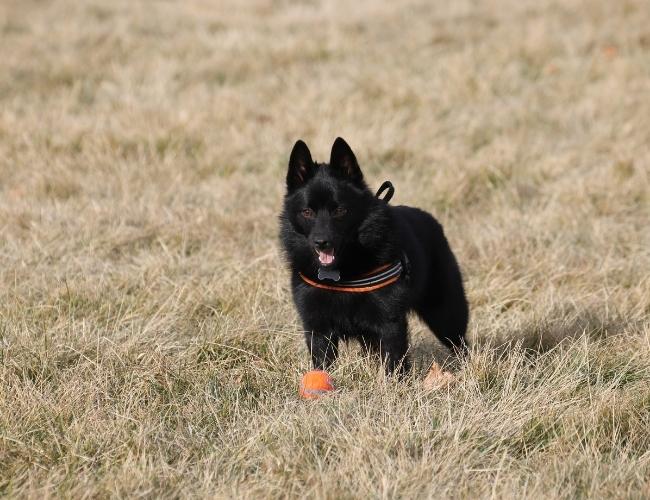 Schipperke