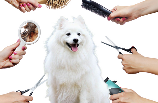Dog Grooming Equipment