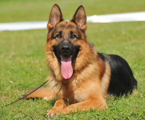 Scent hound dog breed