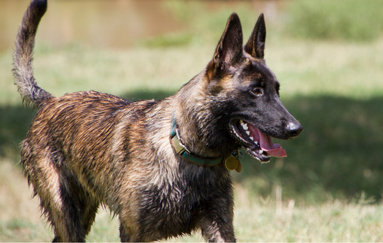 Blue Shepherd Dog Images