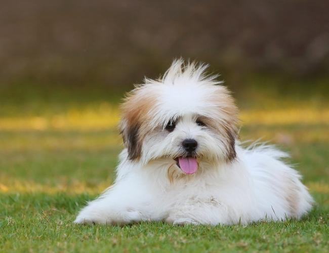 Shih Tzu