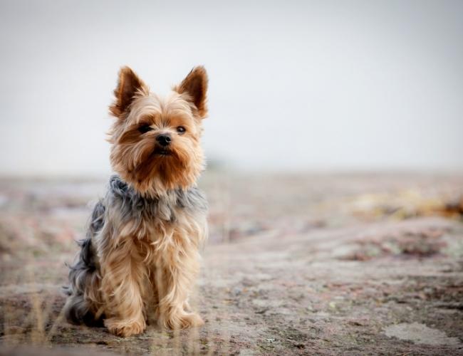 Silky Terrier Cute Dog