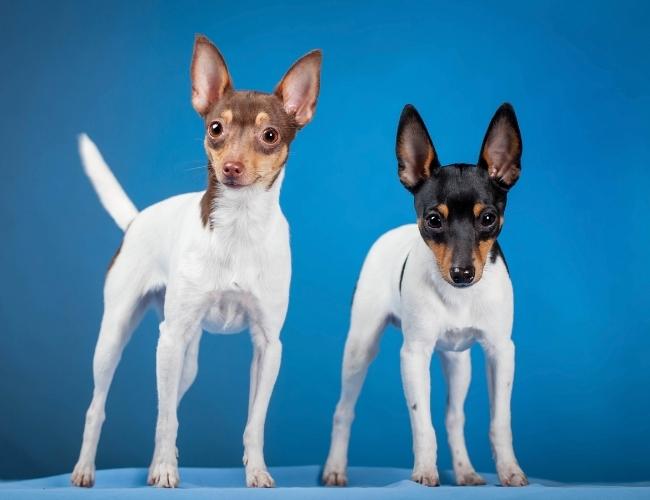 2 Cute Fox Terrier