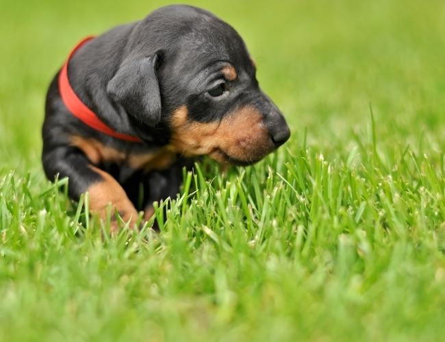 Toy Dog Manchester Terrier Puppy