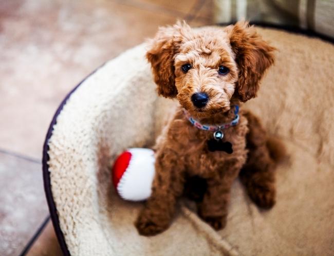 Toy Poodle sitting in Dog Sofa
