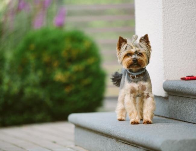 Yorkshire Terrier Standing Outside Home