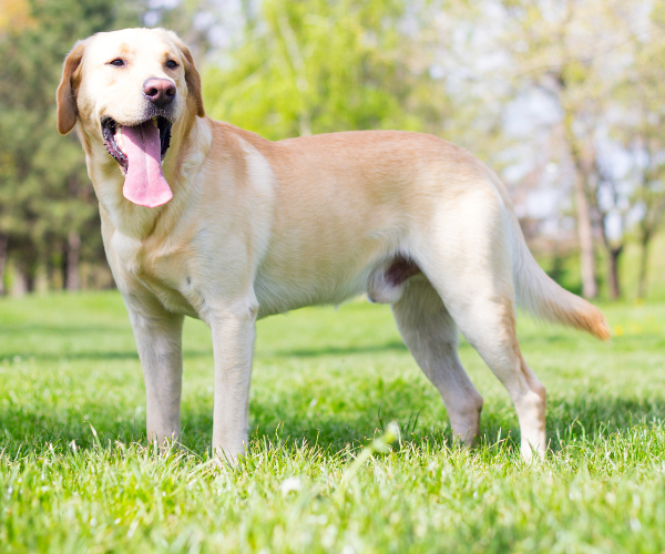 Scent hound dog breed