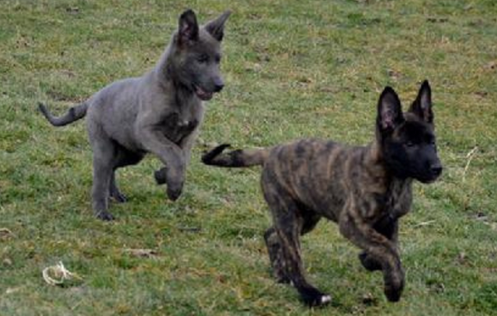 Blue Shepherd Dog Images