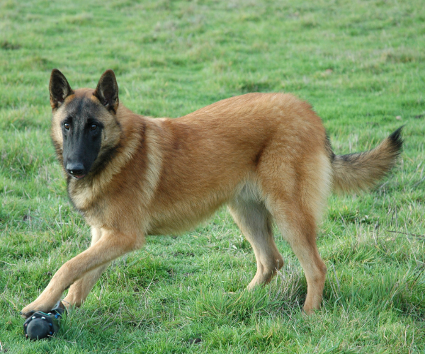 Scent hound dog breed