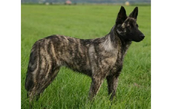 Blue Shepherd Dog Images