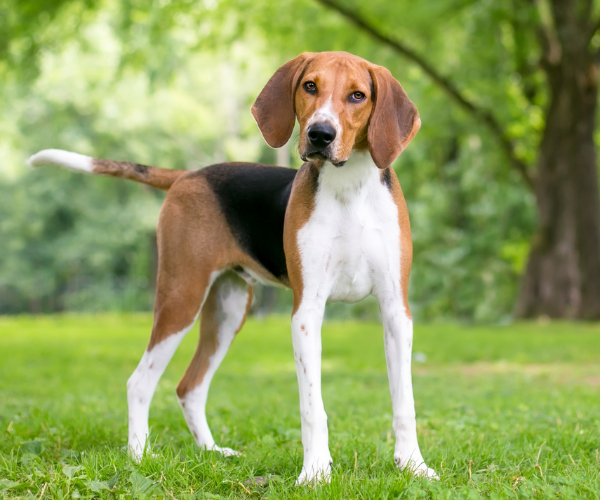 American Foxhound Scent hound dog breed
