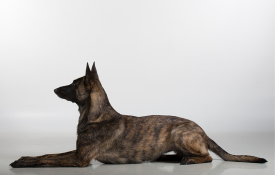 Blue Shepherd Dog Images