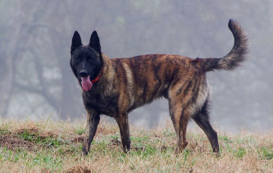 Blue Shepherd Dog Images