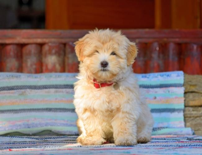 Lap Dog -