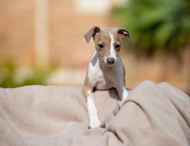 Lap Dog -