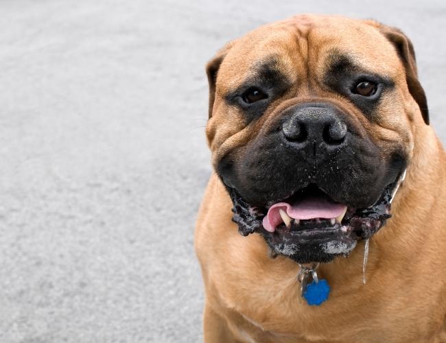 Avoid moist food in Monsoon to protect your pet's gut wellness from over drooling.