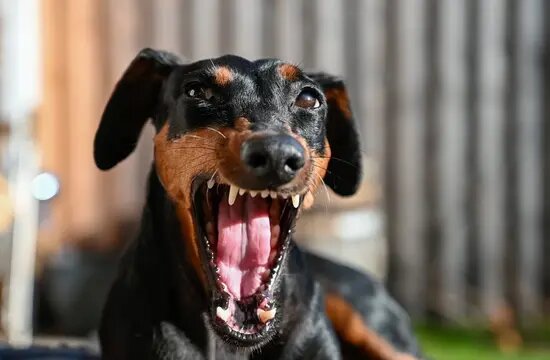 Barking too Much