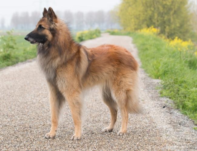 Guard Dog