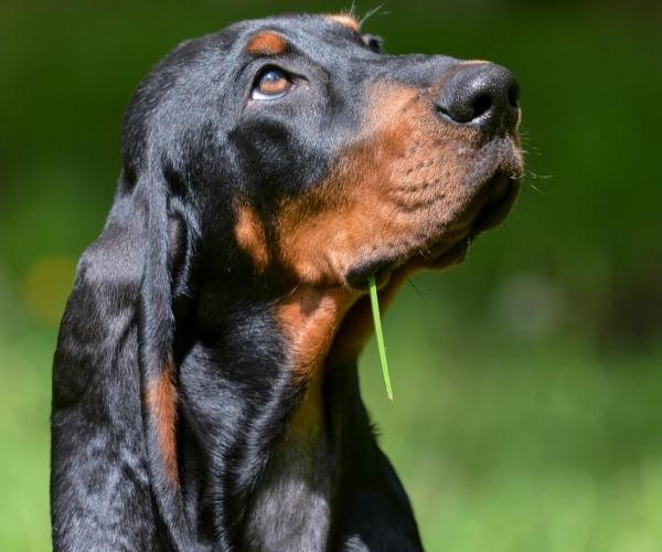 Black and Tan Coonhound