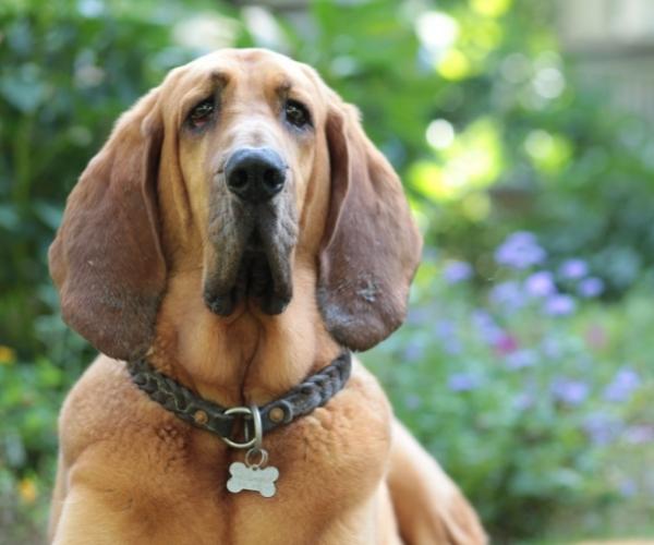 Bloodhound Scent hound dog breed