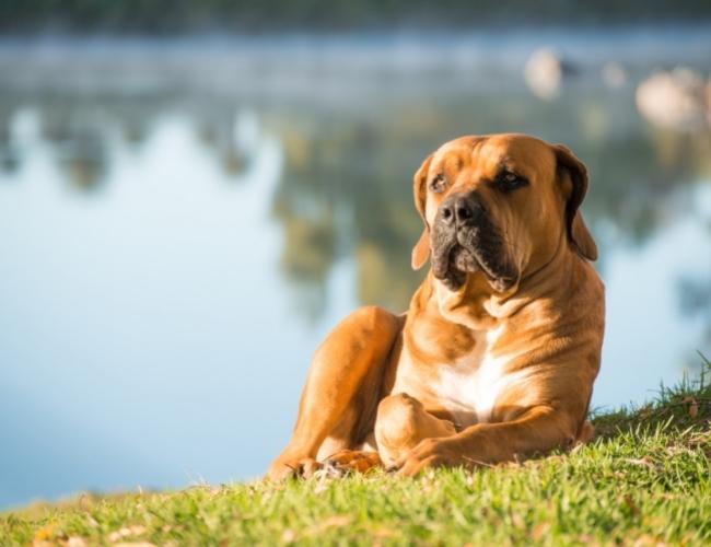 Guard Dog