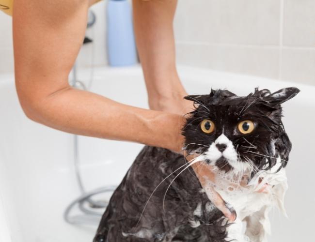 Bathing Dog to Prevent from ticks and fleas