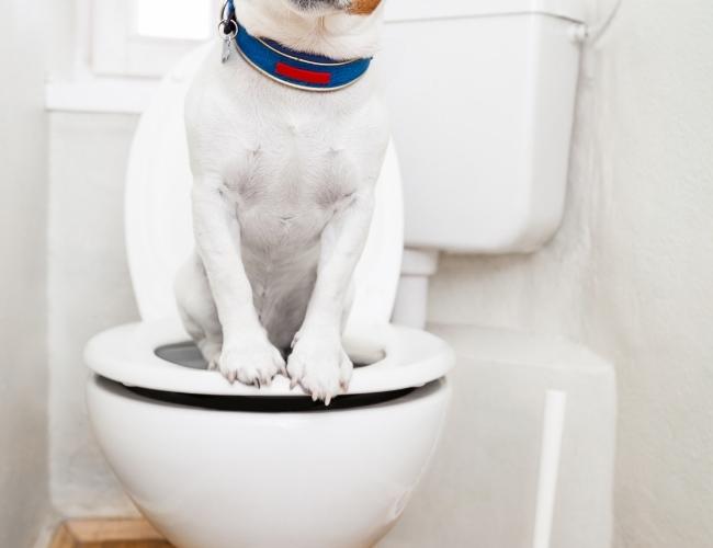 Pet's gut wellness in monsoon