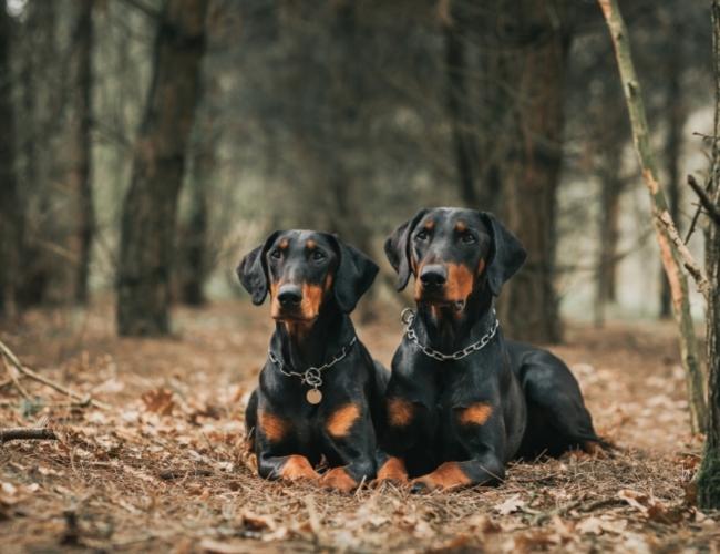 Guard Dog