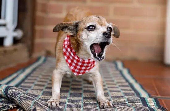 Dog Show Aggression