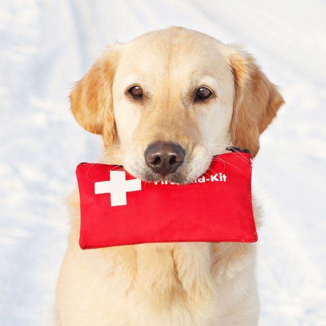 Dog holding first aid kit in his mouth