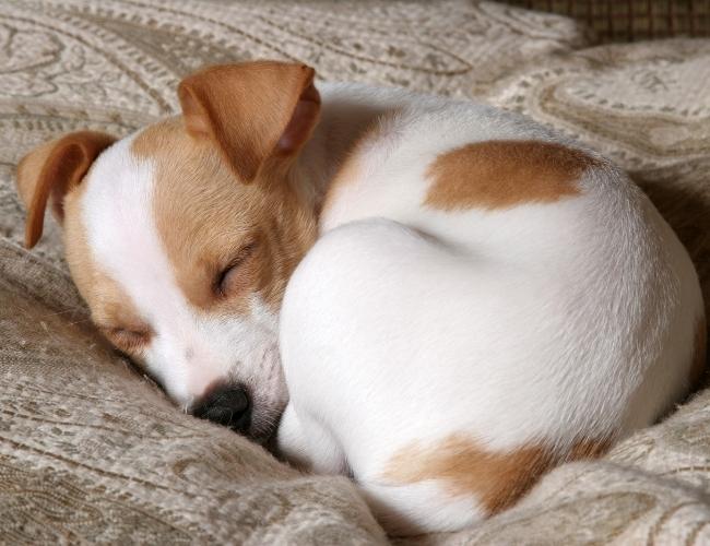 Dog Fact - Dogs dream when they sleep