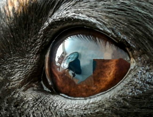 Dog Fact - Dogs can see better than humans in the dark
