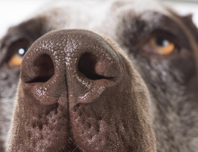 Dog Fact - A Dog’s nose has multiple functions