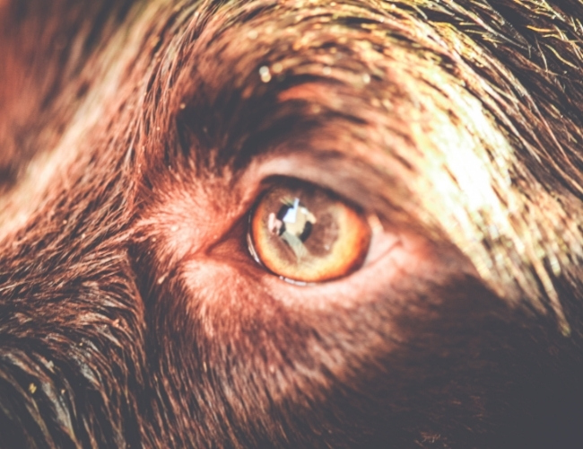 Dog Fact - Dogs can see in multiple colors